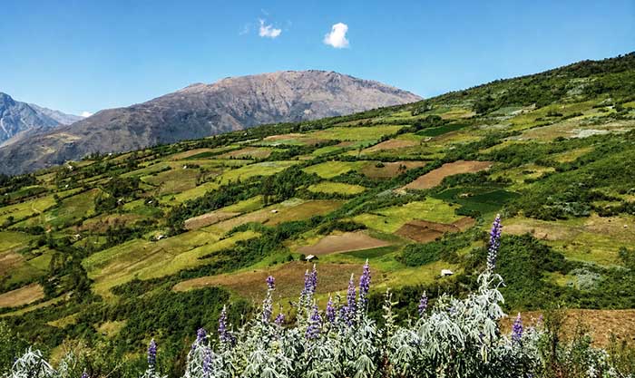 Serfor conforma Mesa Técnica Regional de Restauración de Ecosistemas y Tierras Forestales